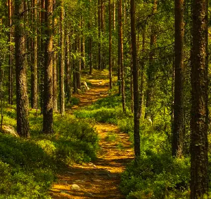 Pine Forest Kodaikanal